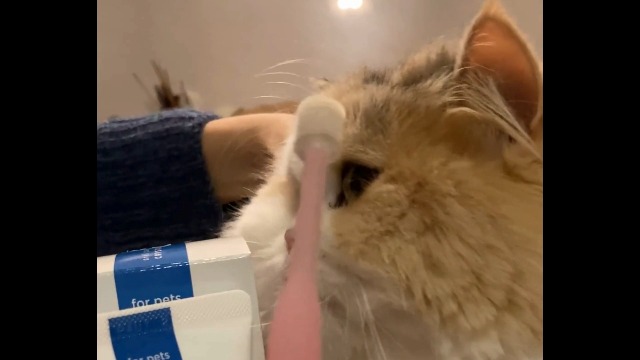 Amazon.co.jp: 【アニコム】 CRYSTAL JOY クリスタルジョイ （犬猫用